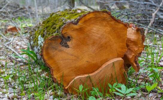 Agrest na pniu – sprawdzone sposoby uprawy i pielęgnacji krzewu