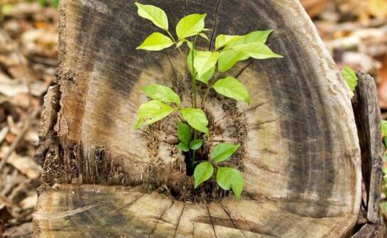 Agrest na pniu – jak uprawiać i pielęgnować krzewy szczepione