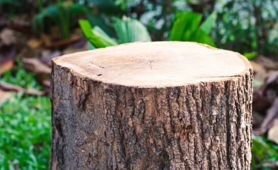 Agrest na pniu – najważniejsze informacje, uprawa i pielęgnacja