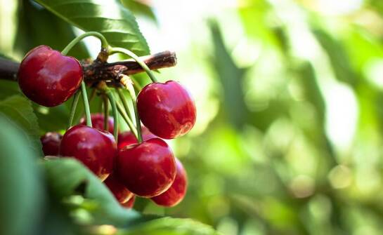 Czereśnia karłowa w ogrodzie – najważniejsze informacje i porady uprawowe