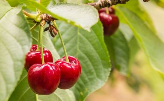 Czereśnia karłowa – najważniejsze informacje o uprawie i pielęgnacji