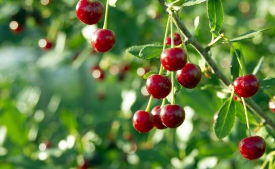 Czereśnia karłowa w ogrodzie – uprawa, pielęgnacja i najważniejsze zalety