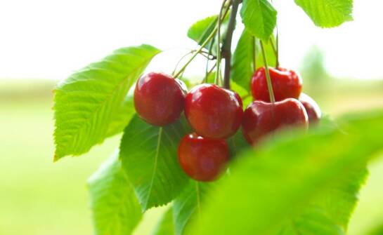 Czereśnia karłowa – uprawa, wymagania i najważniejsze zalety drzewa