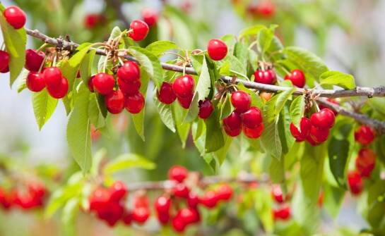 Czereśnia karłowa – wszystko, co warto wiedzieć o uprawie i odmianach