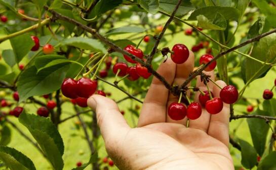 Czereśnia karłowa – uprawa, pielęgnacja i najważniejsze zalety odmiany