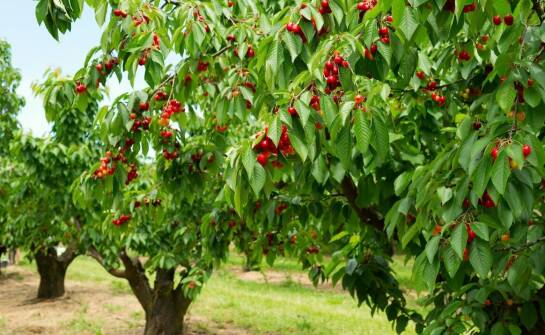 Czereśnia karłowa – uprawa, odmiany i pielęgnacja w ogrodzie