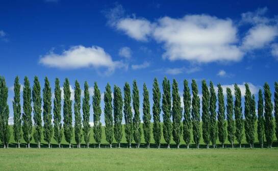 Drzewa kolumnowe w ogrodzie – pomysły na spektakularne nasadzenia
