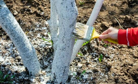 Drzewa kolumnowe w ogrodzie – zalety, gatunki i praktyczne zastosowania