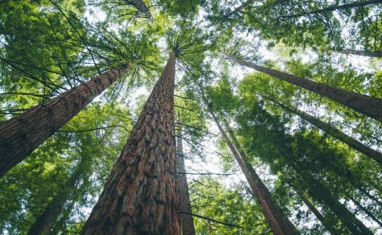 Drzewa kolumnowe w ogrodzie – odmiany, sadzenie i pielęgnacja