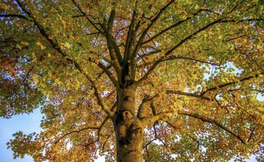 Drzewa kolumnowe w ogrodzie – odmiany, pielęgnacja i inspiracje do nasadzeń