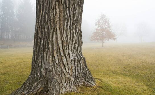 Drzewa kolumnowe w ogrodzie — zastosowanie, pielęgnacja i popularne gatunki