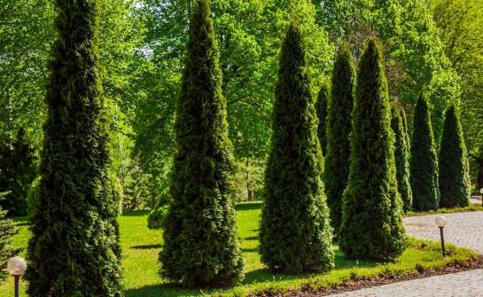 Drzewa kolumnowe w ogrodzie – praktyczne zastosowania i inspiracje