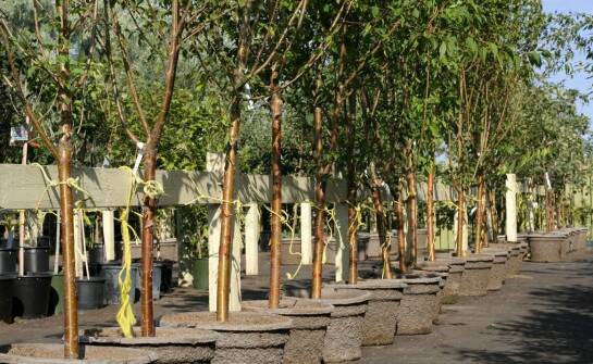 Drzewa kolumnowe w ogrodzie – gatunki, uprawa i zastosowanie