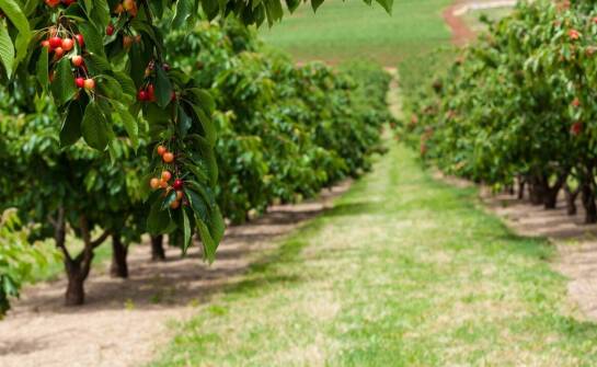Jak wybrać i uprawiać drzewka oraz krzewy owocowe w ogrodzie
