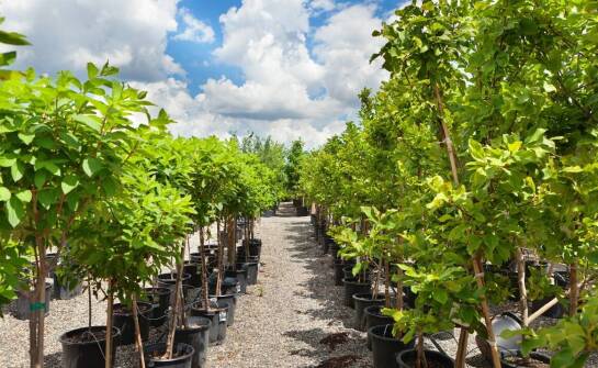 Najlepsze drzewka i krzewy owocowe do ogrodu – przegląd odmian