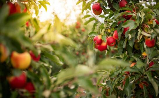 Drzewka i krzewy owocowe – najciekawsze gatunki do ogrodu