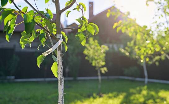 Drzewka i krzewy owocowe – jak wybrać najlepsze gatunki do ogrodu