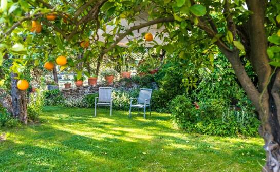 Drzewka i krzewy owocowe – najpopularniejsze gatunki do ogrodu