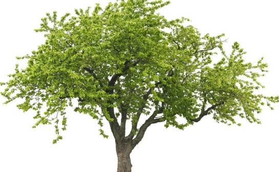 Drzewka owocowe karłowe – uprawa, pielęgnacja i najciekawsze odmiany