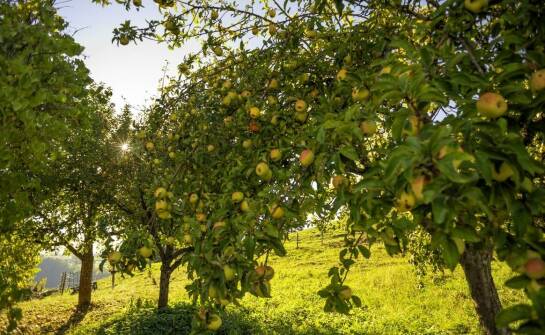 Drzewka owocowe karłowe – idealny wybór do małych ogrodów i na balkon