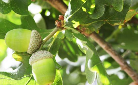 Drzewka owocowe karłowe – korzyści, uprawa i najciekawsze odmiany