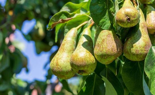 Najważniejsze informacje o gruszy – Konferencja, uprawa i zastosowanie