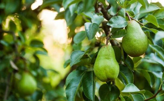 Odmiany gruszy Konferencja – charakterystyka, uprawa i zastosowanie