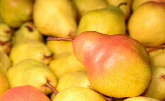 Grusza Konferencja – cechy, okres dojrzewania i możliwości wykorzystania owoców