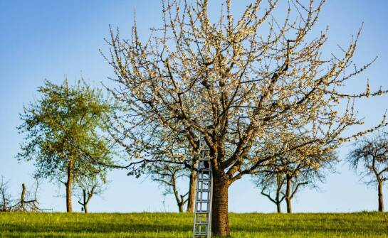 Jabłoń kolumnowa – jak uprawiać i pielęgnować w ogrodzie oraz na balkonie