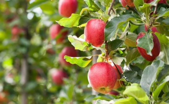 Jabłoń kolumnowa – wszystko, co warto wiedzieć przed posadzeniem drzewa