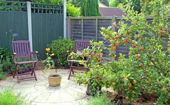 Jabłoń kolumnowa – odmiany, uprawa i zastosowanie w ogrodzie