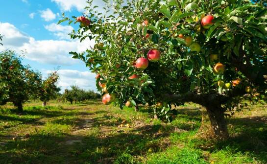 Jak wybrać odpowiednie miejsce dla jabłoni kolumnowej?