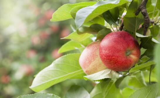 Jabłoń papierówka – sekrety uprawy, pielęgnacji i zdrowych plonów