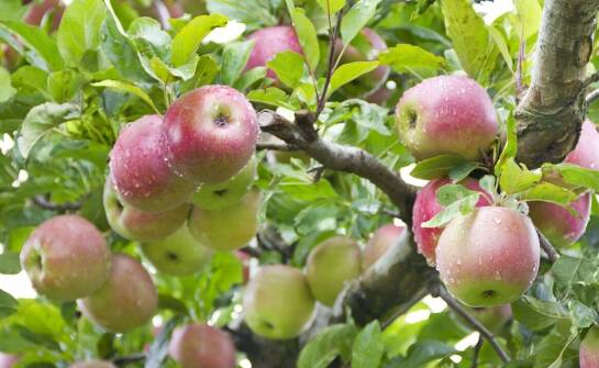 Jabłoń papierówka – sekrety uprawy, pielęgnacji i smacznych plonów