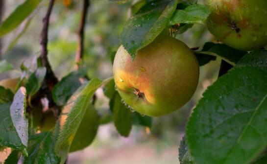 Jabłoń papierówka – sekrety uprawy, odmiany oraz pielęgnacja drzew
