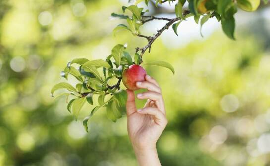 Jabłoń Reneta – charakterystyka, odmiany i najważniejsze informacje