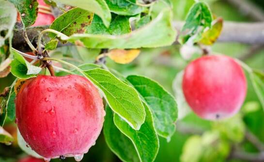 Jabłoń w ogrodzie – jak wybrać i kiedy sadzić młode drzewka owocowe