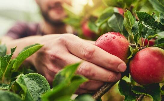 Jak wybrać najlepsze sadzonki jabłoni do ogrodu i o czym pamiętać przy zakupie