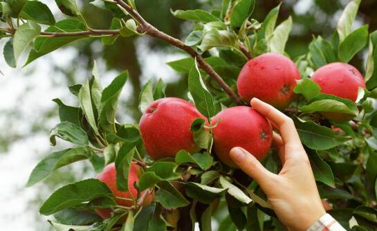 Jabłoń papierówka – sekrety uprawy i pielęgnacji popularnej odmiany