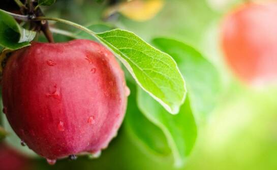 Jak wybrać i sadzić sadzonki jabłoni – praktyczne wskazówki dla początkujących