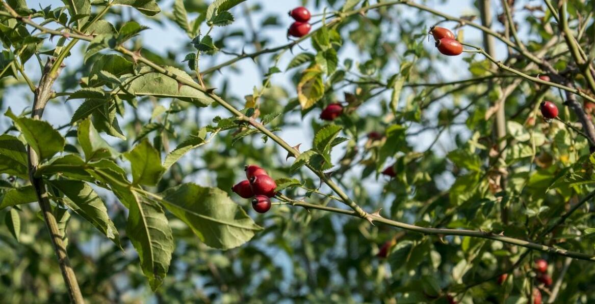 Jagoda kamczacka – co warto wiedzieć przed zakupem sadzonek?