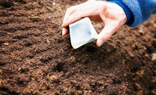 Jak wybrać i sadzić sadzonki jabłoni — wszystko, co warto wiedzieć