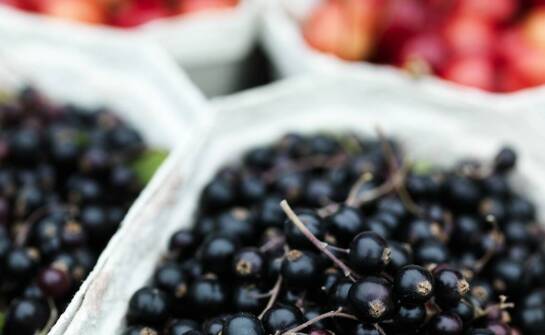 Jagoda kamczacka — sadzonki, odmiany i najważniejsze informacje uprawowe