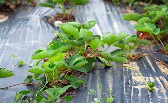 Jagoda kamczacka – uprawa, pielęgnacja i wybór najlepszych sadzonek