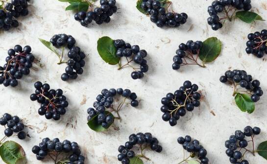 Jagoda kamczacka – najciekawsze odmiany i inspiracje na nasadzenia