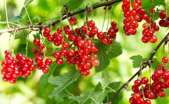 Jagoda kamczacka – właściwości, uprawa i wybór najlepszych sadzonek