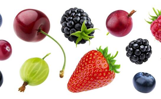 Jagoda kamczacka sadzonki – wszystko, co warto wiedzieć przed zakupem