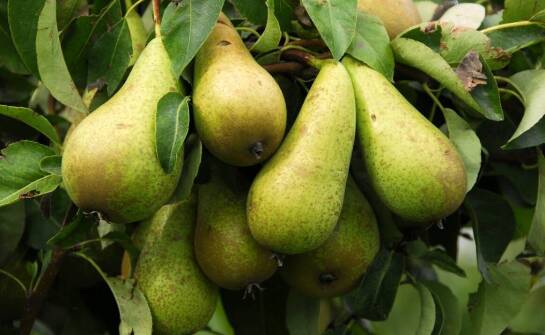 Jak pielęgnować pigwę gruszkową?