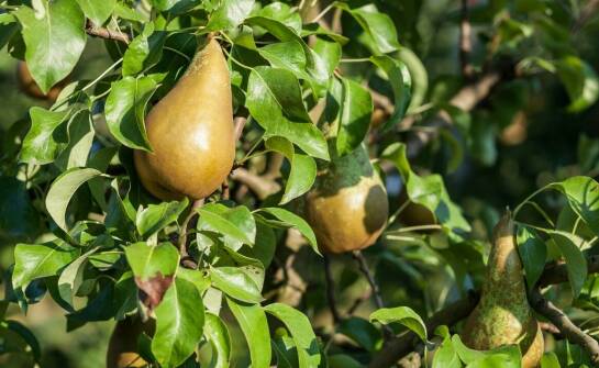 Pigwa gruszkowa – charakterystyka, zalety i ciekawe zastosowania owocu