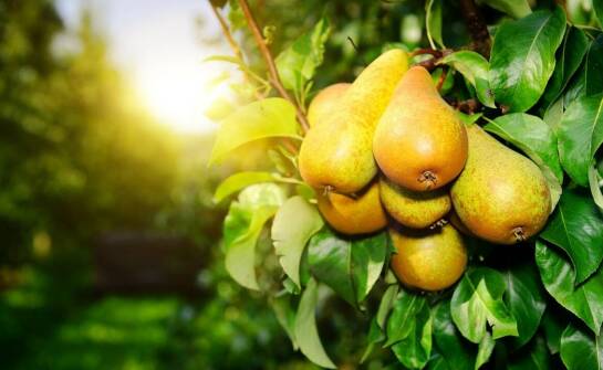 Pigwa gruszkowa – uprawa, pielęgnacja i inspiracje na wykorzystanie owoców